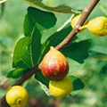 Ficus carica 'Pfälzer Fruchtfeige'