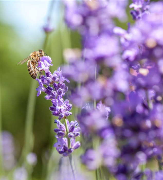 Lavendel mit Biene (GS531048.jpg)