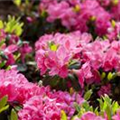 Rhododendron obtusum 'Canzonetta'