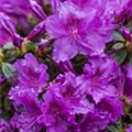 Rhododendron obtusum 'Diamant'®