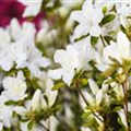 Rhododendron obtusum 'Feenkissen'®(s)