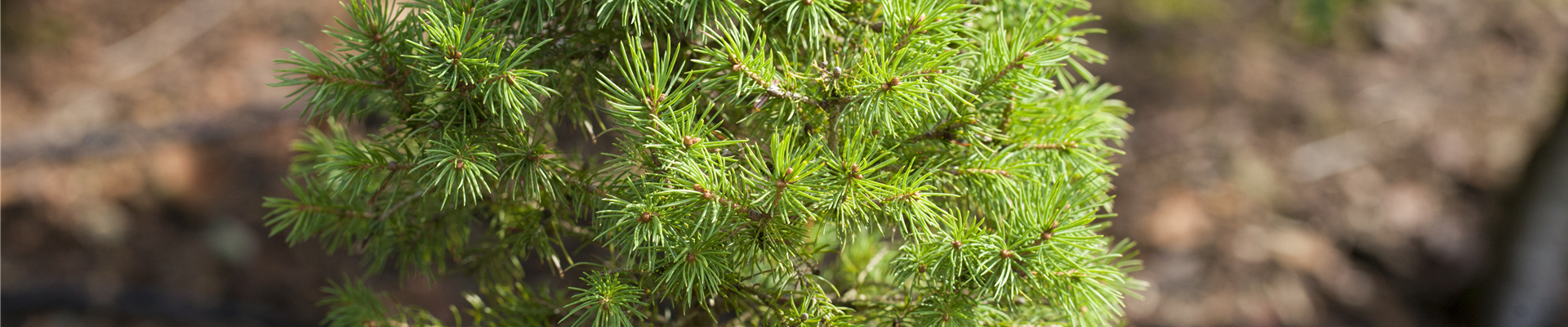 Picea glauca 'Biesenthaler Frühling'