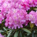 Rhododendron 'Anastasia'®