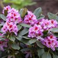 Rhododendron 'Belami'®