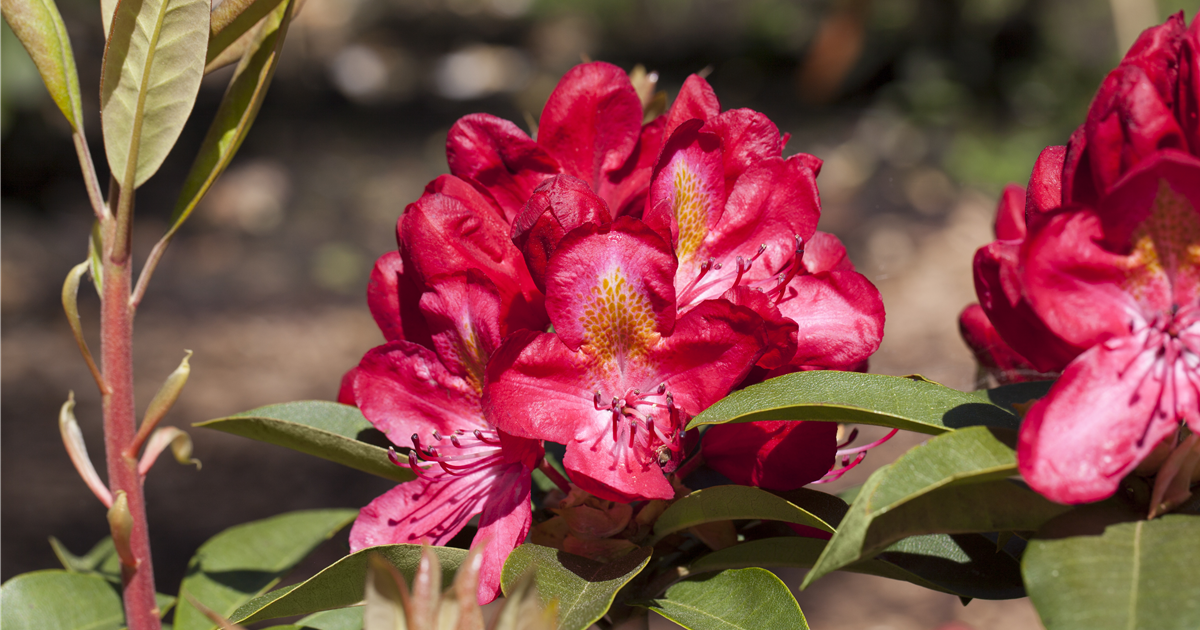 June Fire Rhododendron Rhododendron 'Junifeuer', Rhododendron-Hybride 'Junifeuer' - Stanze ...