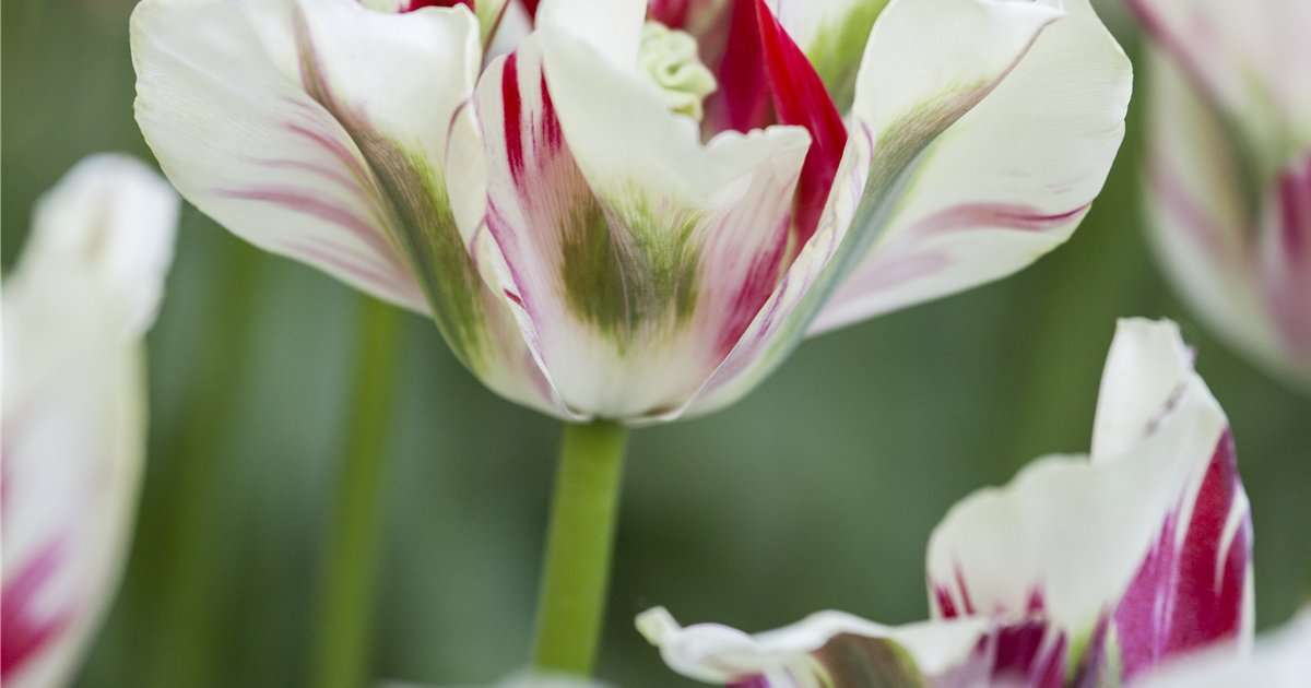 Tulipa viridiflora 'Flaming Springgreen', Tulpe 'Flaming Springgreen