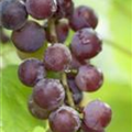 Vitis vinifera 'Suffolk Red'