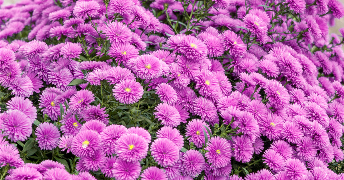 Aster novibelgii 'Mystery Lady'®, GlattblattAster Stanze