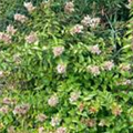 Abelia grandiflora 'Lynn Pinky Bells'®