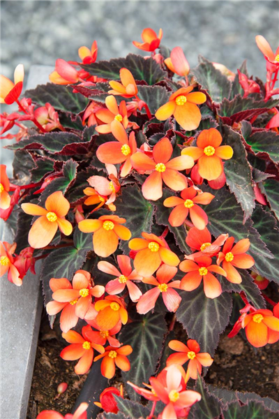 Begonia boliviensis 'Glowing Embers'®, Begonie 'Glowing Embers'® - Stanze Gartencenter in Hannover Hemmingen