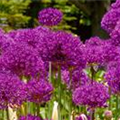 Allium aflatunense 'Purple Sensation'