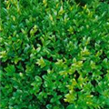 Buxus sempervirens 'Angustifolia'
