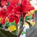Canna indica 'Endeavour'