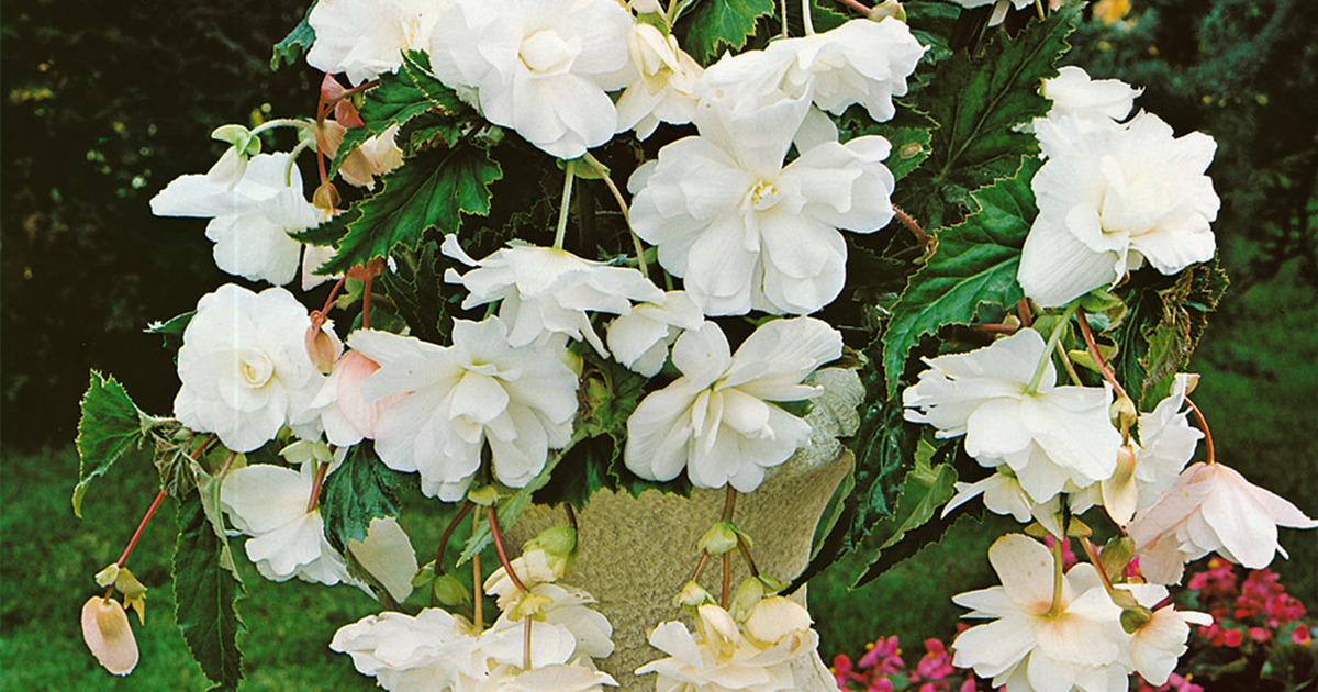 5 Begonien pendula hängend in weiß Blumenzwiebeln Knollenbegonie Begonie 