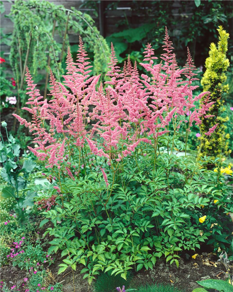 Astilbe X Arendsii Bressingham Beauty Arends Garten Prachtspiere Bressingham Beauty Stanze Gartencenter In Hannover Hemmingen