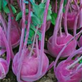 Brassica oleracea var. gongylodes 'Blauer Delikatess'