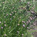 Allium schoenoprasum 'Miro'