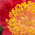 Camellia japonica 'Higo'