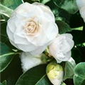 Camellia japonica 'Purity'