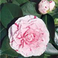 Camellia japonica 'William Bartlett'