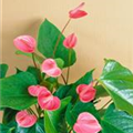 Anthurium x andreanum 'Sweetheart Pink'®