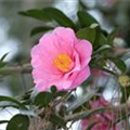 Camellia x williamsii 'Elegant Beauty'