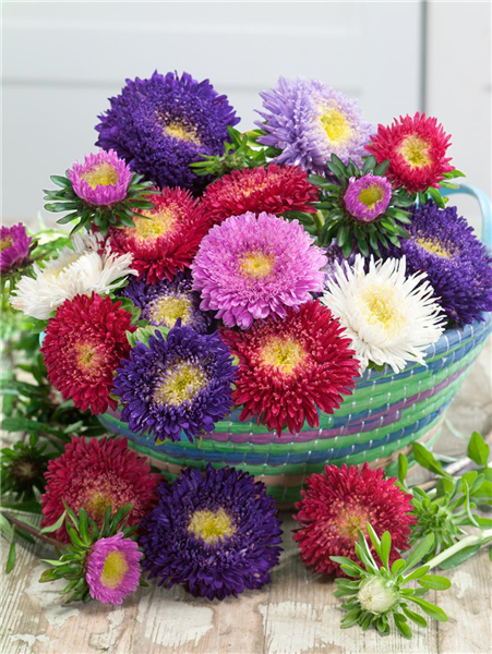 Callistephus chinensis Riesen-Prinzess-Aster Mix Callistephus chinensis Riesen-Prinzess-Aster Mix