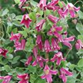 Clematis texensis 'Ruby Wedding'(s)