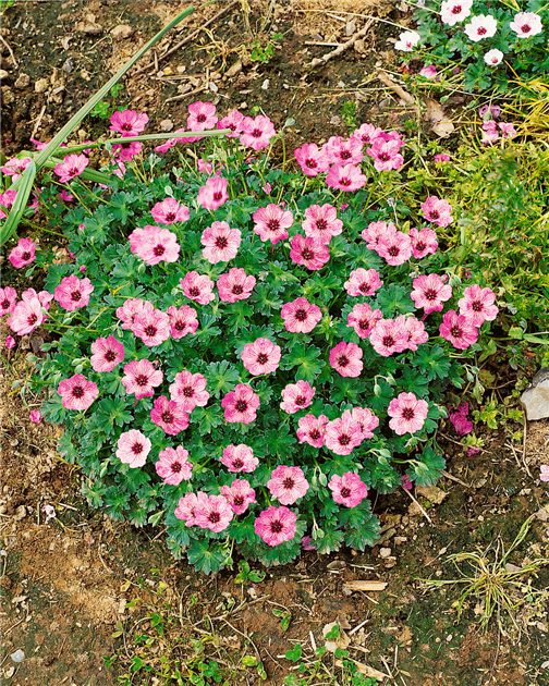 brugerdefinerede forstyrrelse juni Geranium cinereum 'Ballerina', Aschgrauer Garten-Storchschnabel 'Ballerina' - Stanze Gartencenter in Hannover Hemmingen brugerdefinerede forstyrrelse juni Geranium cinereum 'Ballerina', Aschgrauer Garten-Storchschnabel 'Ballerina' - Stanze Gartencenter in Hannover Hemmingen