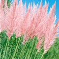 Cortaderia selloana 'Pink Feather'