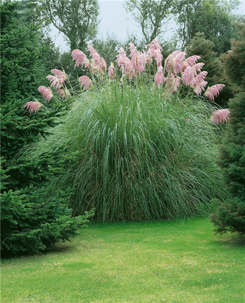 Cortaderia clearance selloana rosea