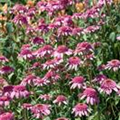 Echinacea purpurea 'Razzmatazz'®