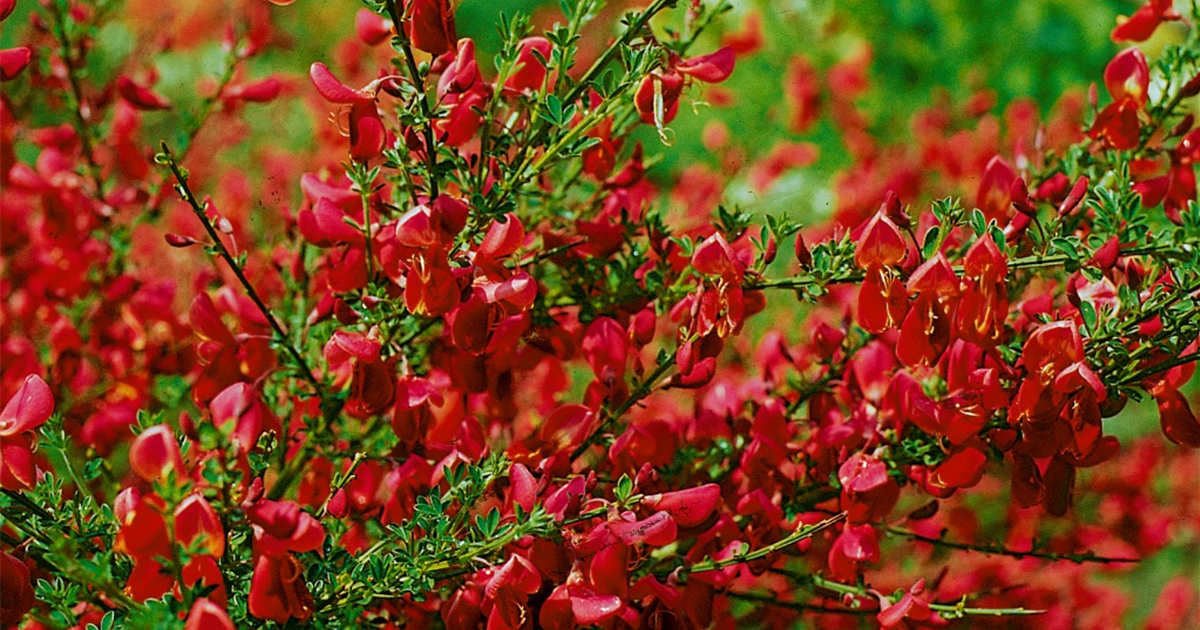 Cytisus scoparius 'Red Wings', Edelginster 'Red Wings' - Stanze ...