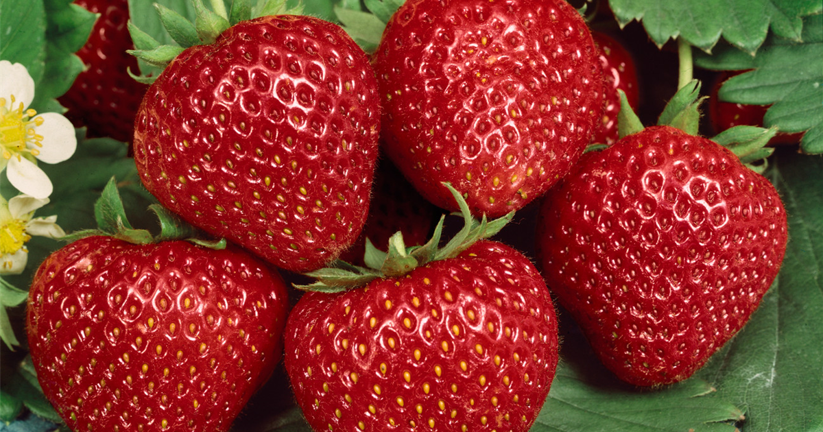 Fragaria x ananassa 'Malwina', Erdbeere 'Malwina' Stanze Gartencenter