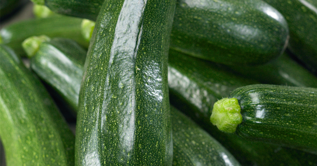 Cucurbita pepo subsp. pepo convar. giromontiina 'Patio Star green