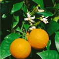 Citrus sinensis 'Sanguinello'