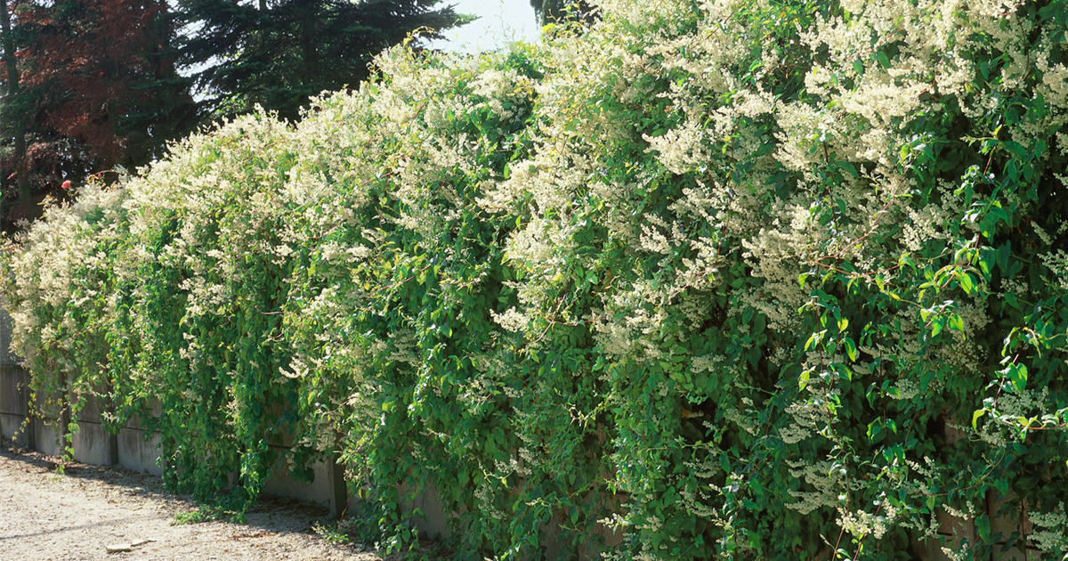 Fallopia aubertii, Schlingknöterich Stanze Gartencenter in Hannover