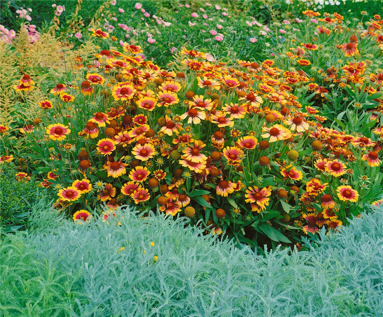 Gaillardia x grandiflora Gro blumige Kokardenblume Stanze