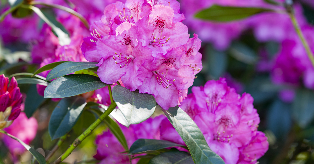 Rhododendron pflanzen und pflegen Stanze Gartencenter in Hannover