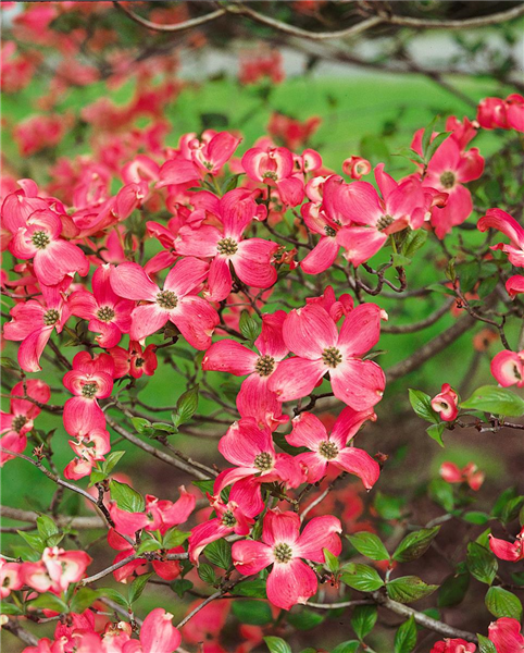 Cornus florida Cherokee Chief Amerikanischer Blumen Hartriegel