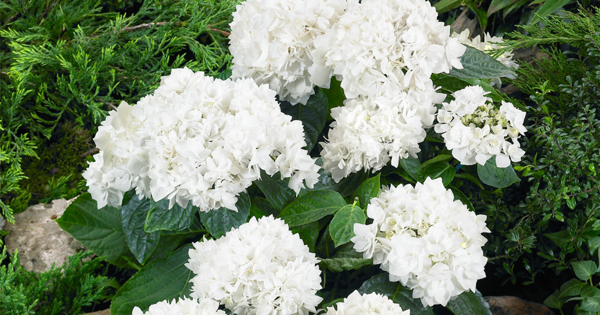 Hydrangea macrophylla 'Beautensia Coco'®, Bauernhortensie You & Me ...