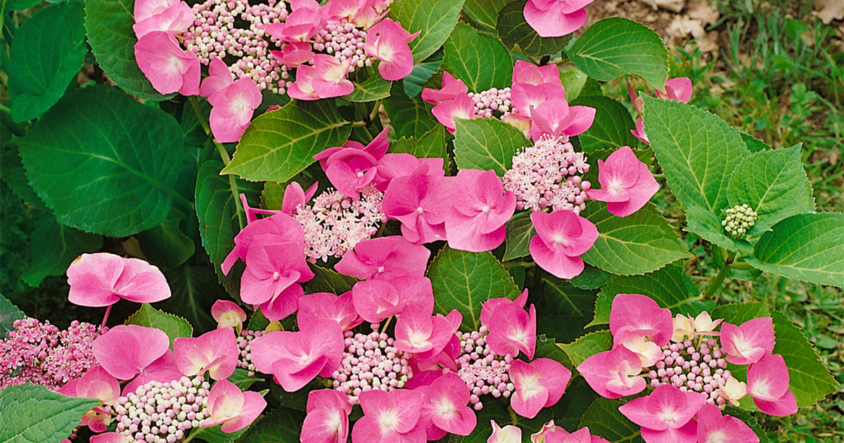 hydrangea-macrophylla-teller-rose-tellerhortensie-teller-rose