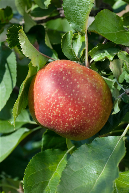 Malus domestica 'Roter Boskoop', Apfel 'Roter Boskoop' - Stanze  Gartencenter in Hannover Hemmingen