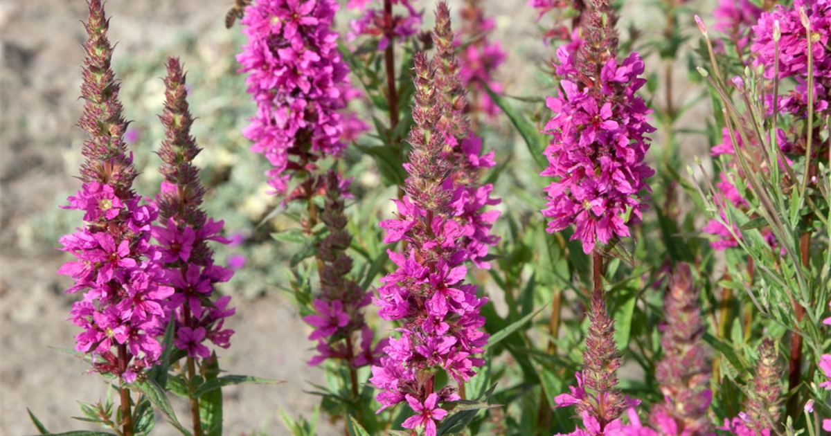 Lythrum salicaria 'Zigeunerblut', GartenBlutWeiderich 'Zigeunerblut