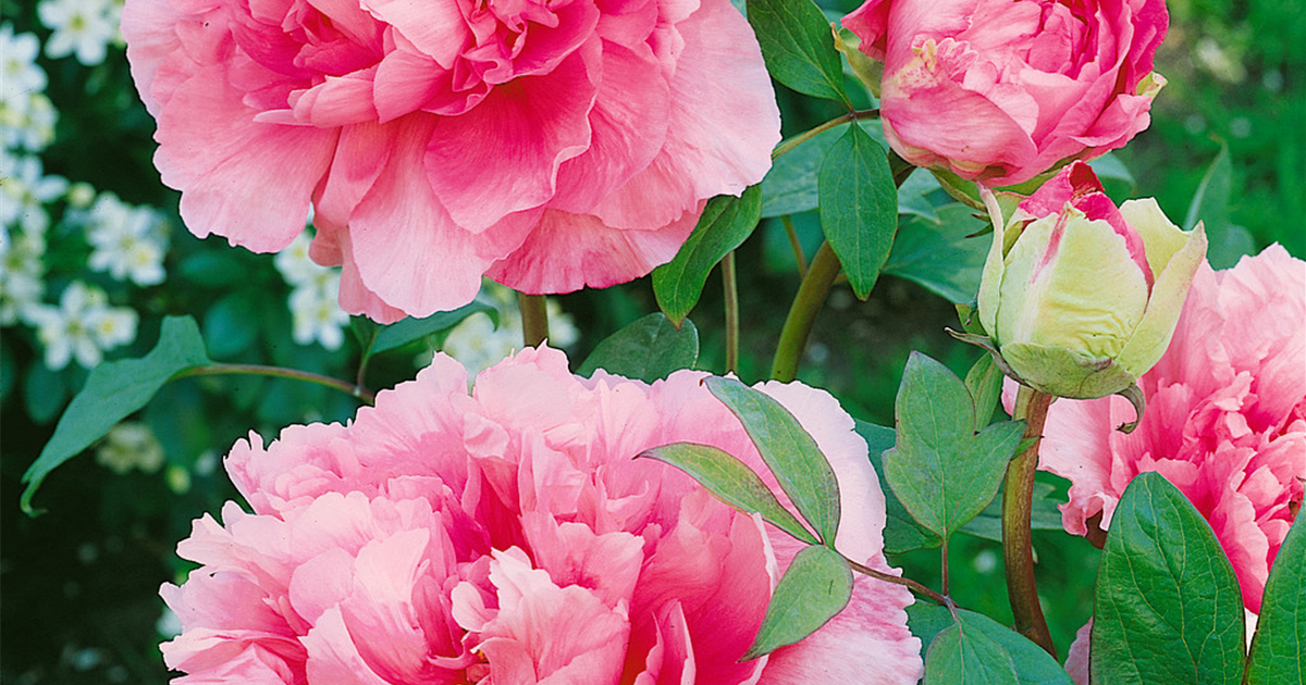 Paeonia x suffruticosa 'Reine Elisabeth', StrauchPfingstrose 'Reine