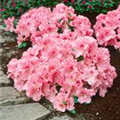 Rhododendron simsii 'Christine'®