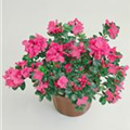 Rhododendron simsii 'Princess Pinky'®