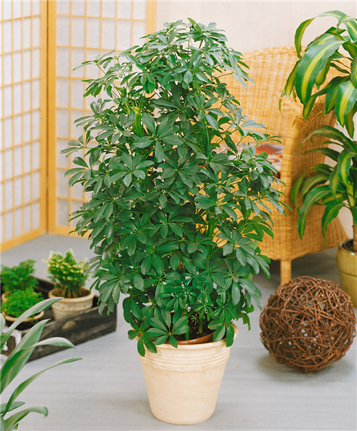 Kleine Strahlenaralie Zimmerpflanze BOTANICLY Höhe: 80 cm Schefflera Arboricola Nora 