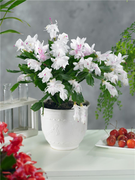 Topf-Ø 13cm Schlumbergera Zimmerpflanze mit lila Blüte 2er Set Weihnachtskaktus Höhe 25-30cm 