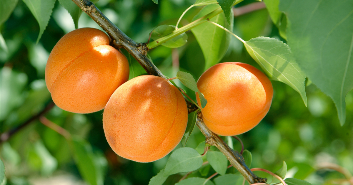 Prunus armeniaca \'Early \'Early Hannover Hemmingen - Gartencenter Orange\', Orange\' Aprikose in Stanze